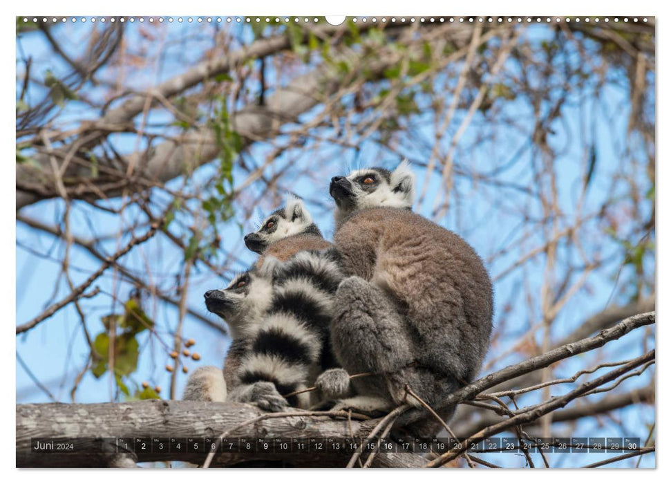 Tierisches Madagaskar (CALVENDO Premium Wandkalender 2024)