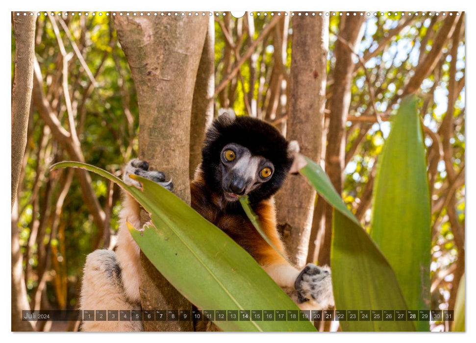 Animal Madagascar (Calvendo Premium Calendrier mural 2024) 