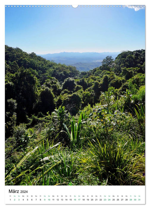 Forêt tropicale - Australie (Calendrier mural CALVENDO 2024) 