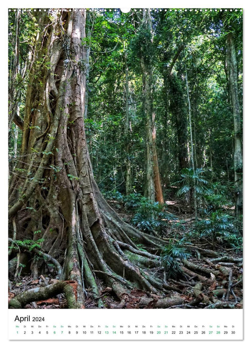 Forêt tropicale - Australie (Calendrier mural CALVENDO 2024) 