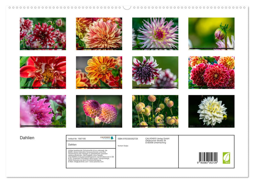Dahlias - merveilles florales de la nature (Calendrier mural CALVENDO Premium 2024) 