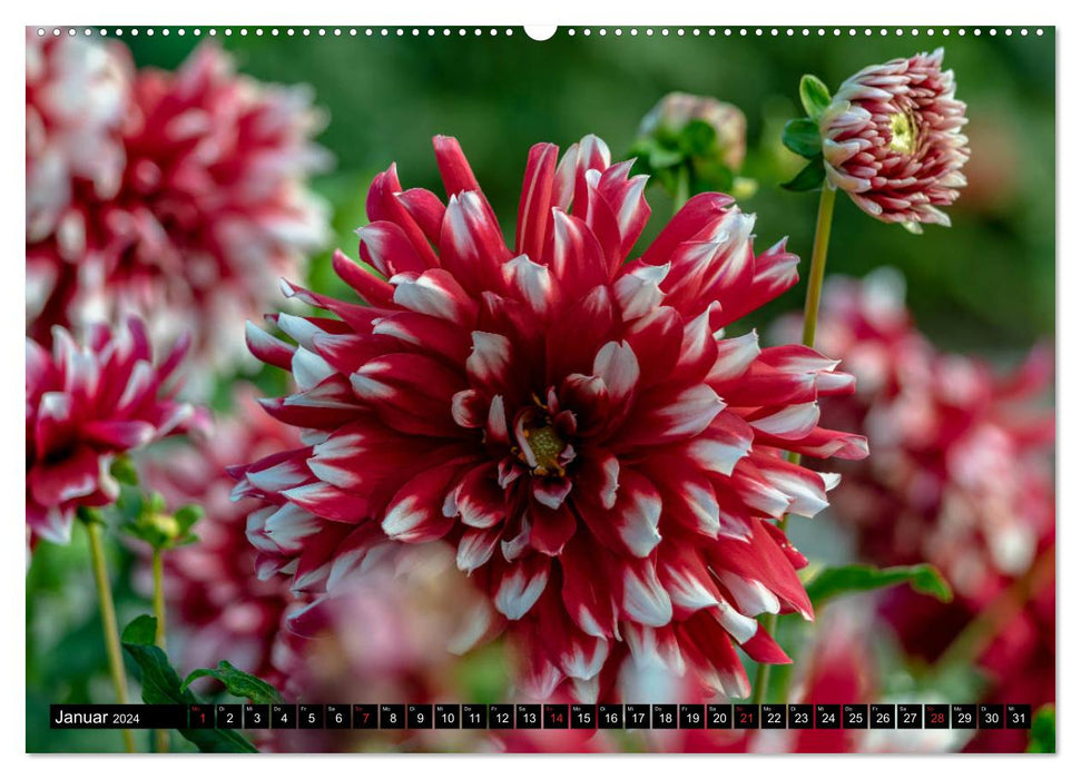 Dahlias - merveilles florales de la nature (Calendrier mural CALVENDO Premium 2024) 