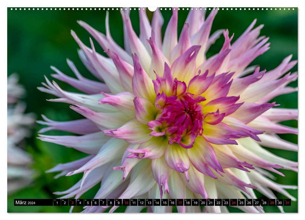 Dahlias - merveilles florales de la nature (Calendrier mural CALVENDO Premium 2024) 