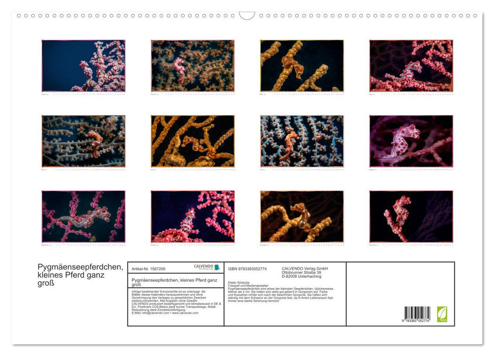 Pygmäenseepferdchen, kleines Pferd ganz groß (CALVENDO Wandkalender 2024)