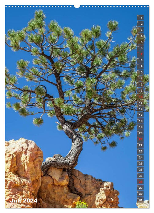 BRYCE CANYON Natur Pur (CALVENDO Premium Wandkalender 2024)