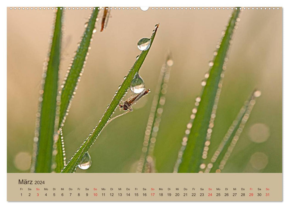 Fascination Macro - Le monde des insectes (Calvendo Premium Wall Calendar 2024) 