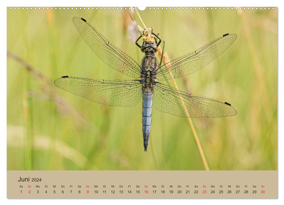 Faszination Makro - Die Welt der Insekten (CALVENDO Premium Wandkalender 2024)