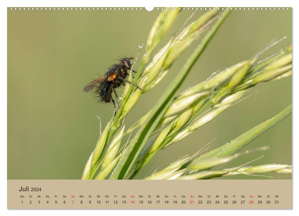 Faszination Makro - Die Welt der Insekten (CALVENDO Premium Wandkalender 2024)