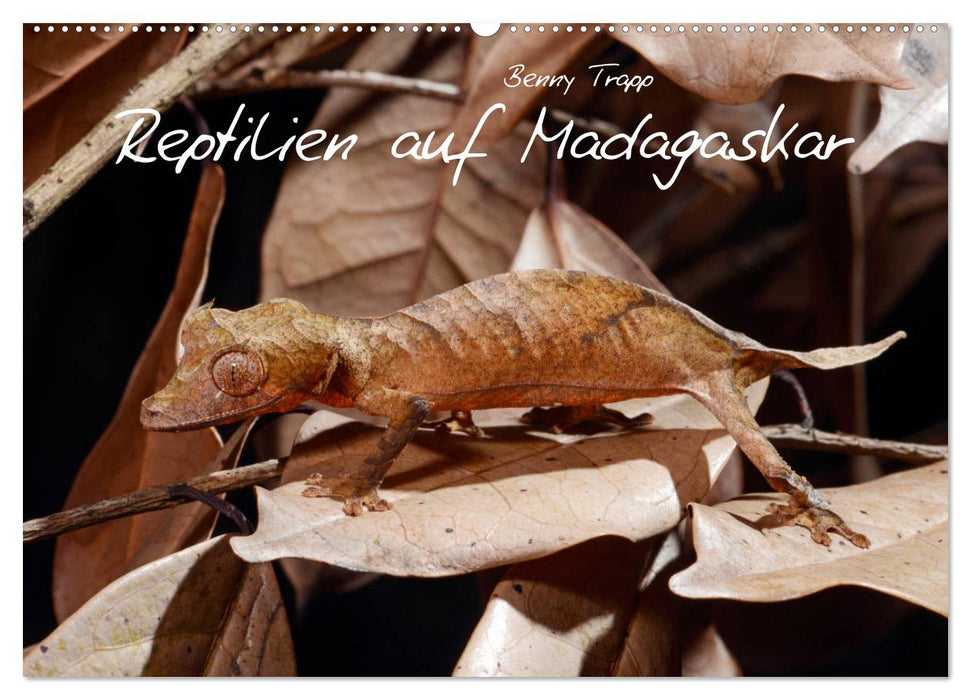 Reptiles à Madagascar (Calendrier mural CALVENDO 2024) 