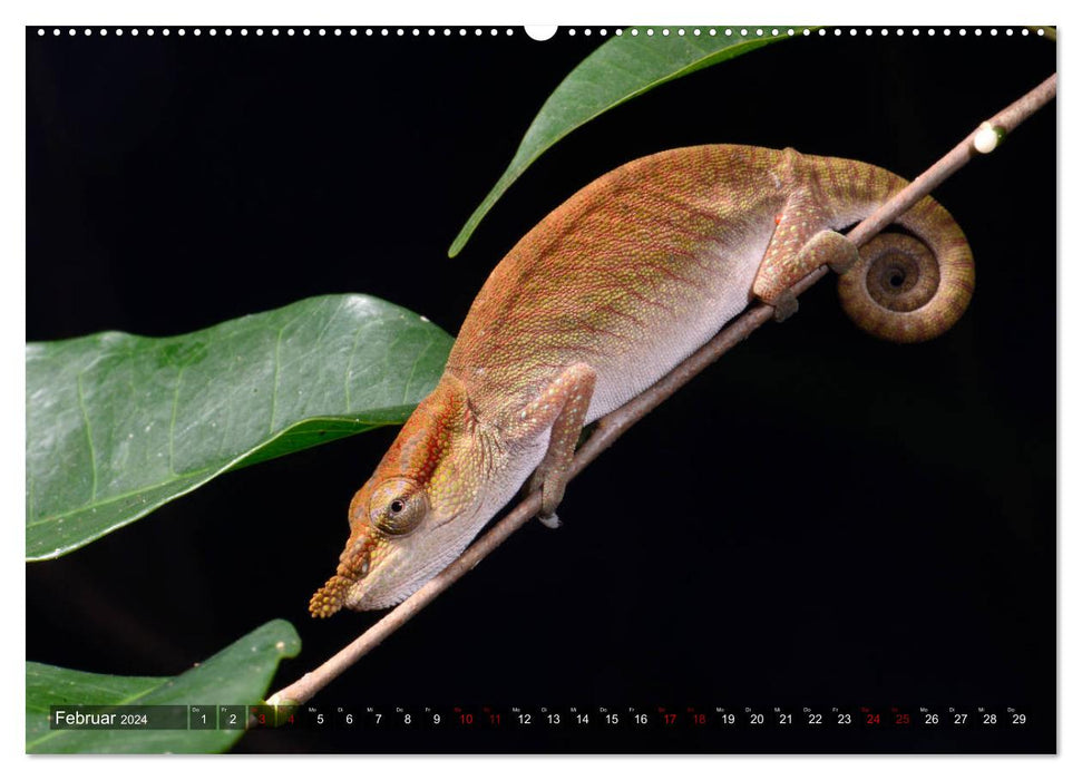 Reptiles à Madagascar (Calendrier mural CALVENDO 2024) 