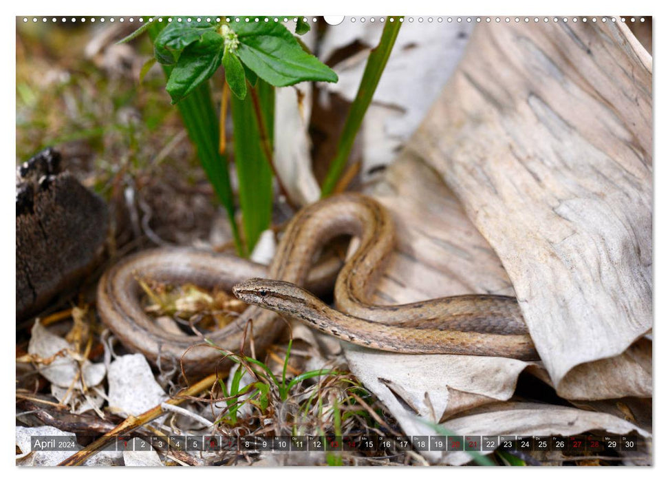 Reptiles à Madagascar (Calendrier mural CALVENDO 2024) 