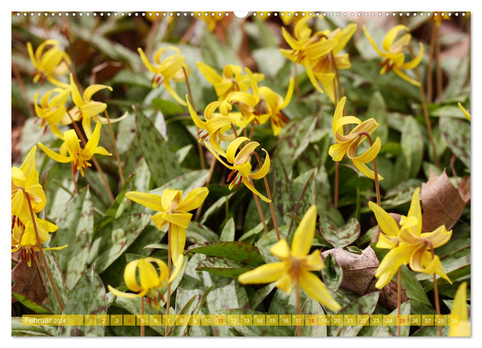 Wunderschöne Wildblumen (CALVENDO Wandkalender 2024)