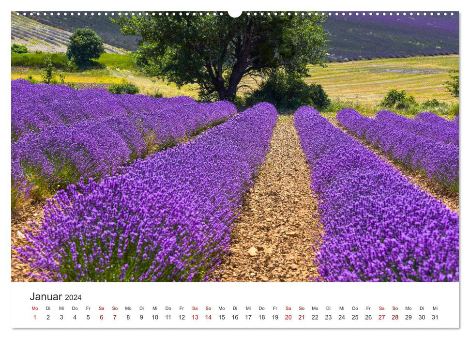 Träume aus Lavendel, Provence in Rosa bis Lila (CALVENDO Premium Wandkalender 2024)