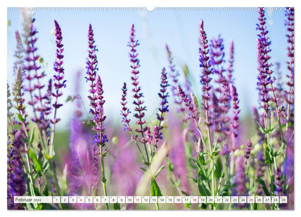 Prairies et champs (Calendrier mural CALVENDO Premium 2024) 