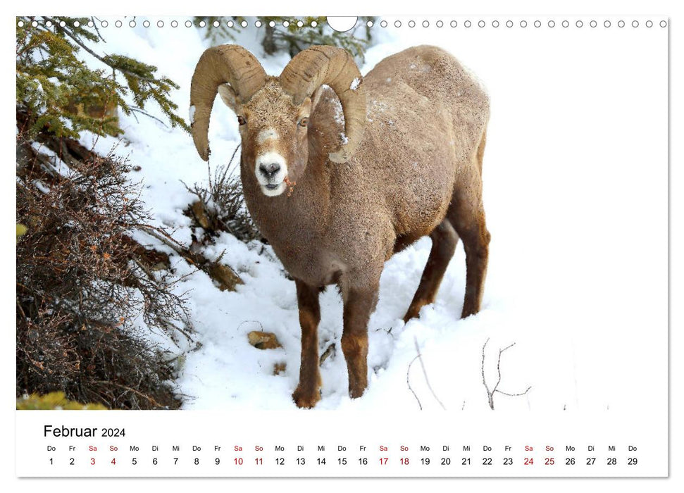 Alaska et Ouest canadien (Calendrier mural CALVENDO 2024) 