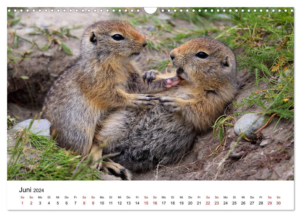 Alaska et Ouest canadien (Calendrier mural CALVENDO 2024) 