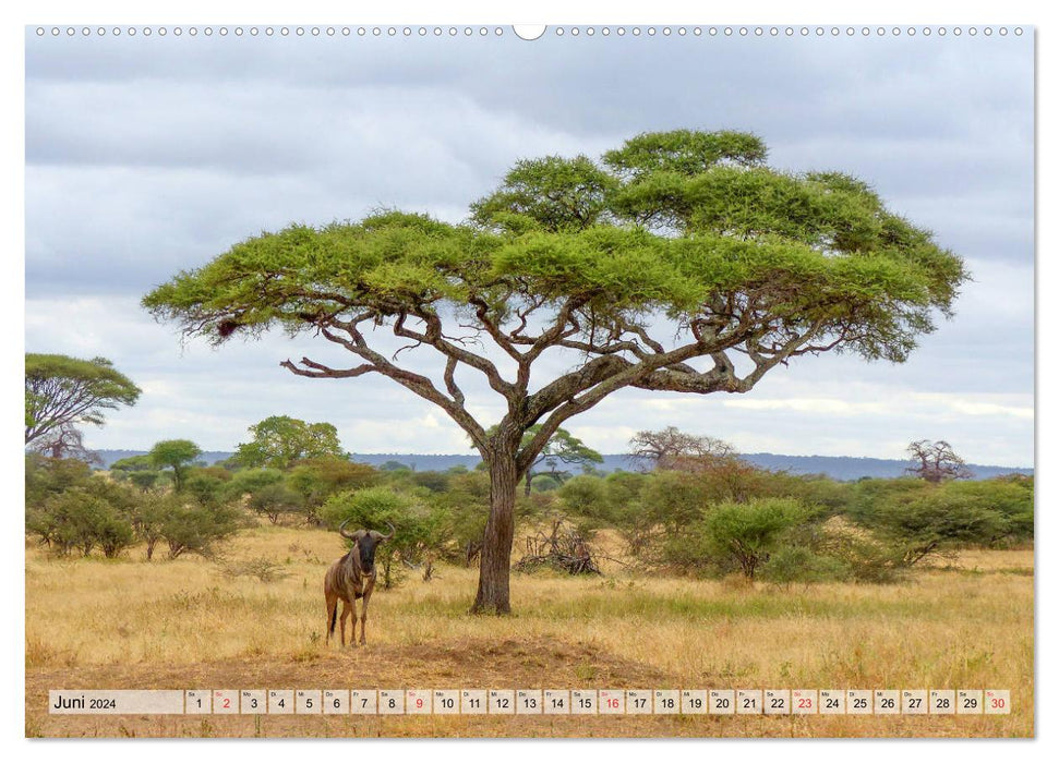 Tansania. Impressionen aus Ostafrika (CALVENDO Wandkalender 2024)