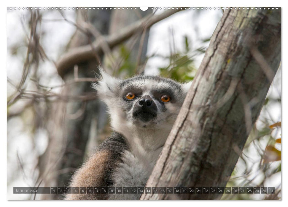 Tierisches Madagaskar (CALVENDO Wandkalender 2024)