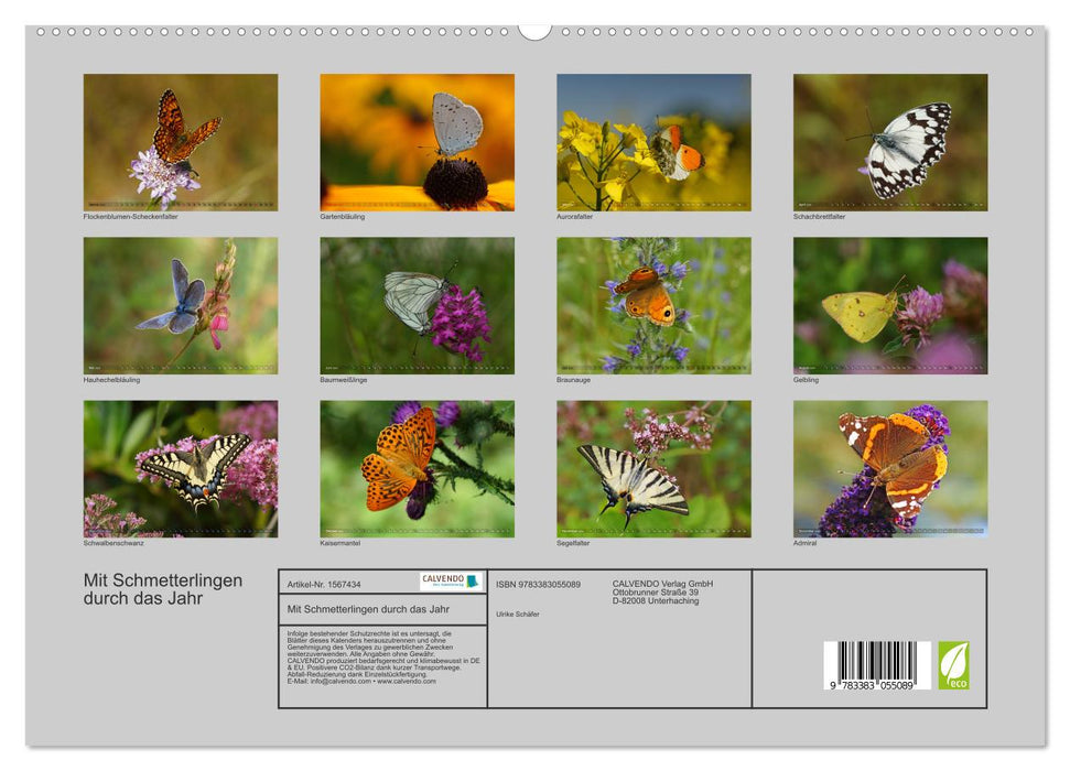 Mit Schmetterlingen durch das Jahr (CALVENDO Premium Wandkalender 2024)