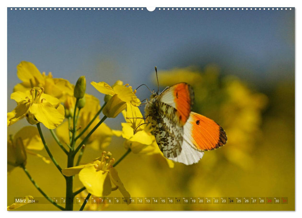 Avec des papillons tout au long de l'année (Calendrier mural CALVENDO Premium 2024) 