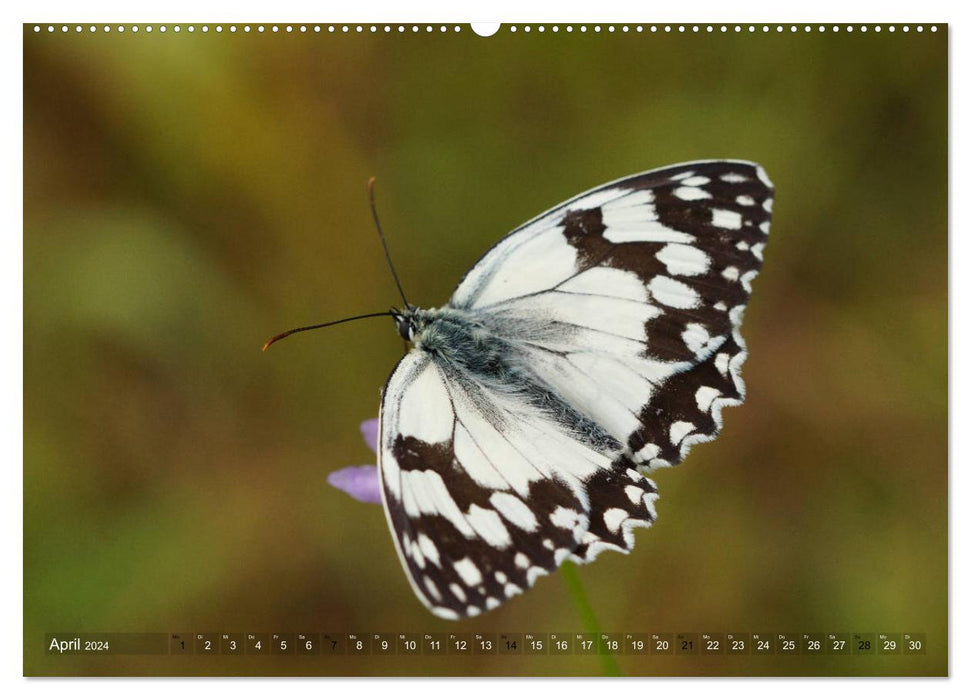 Avec des papillons tout au long de l'année (Calendrier mural CALVENDO Premium 2024) 