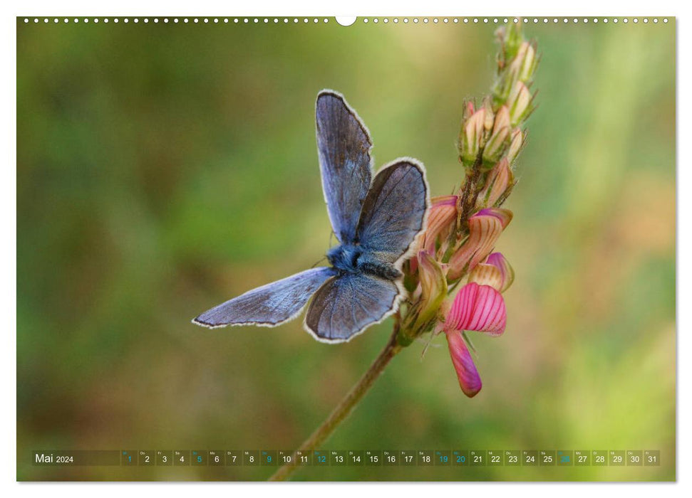 Avec des papillons tout au long de l'année (Calendrier mural CALVENDO Premium 2024) 