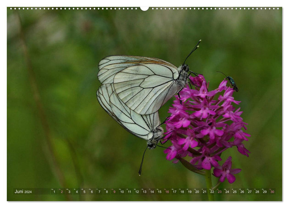 Mit Schmetterlingen durch das Jahr (CALVENDO Premium Wandkalender 2024)