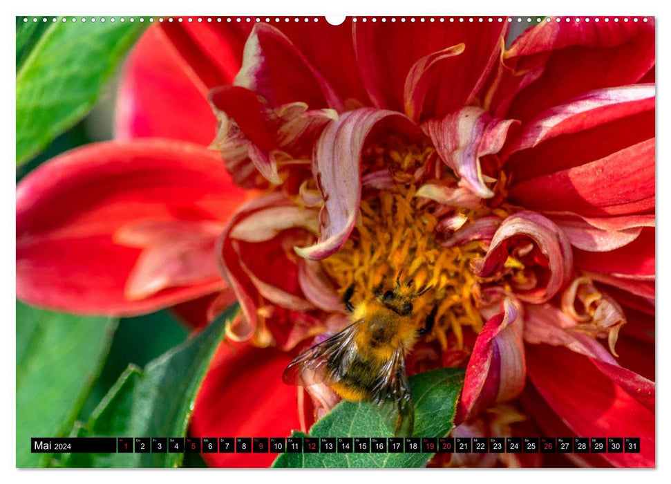 Dahlias - merveilles florales de la nature (calendrier mural CALVENDO 2024) 