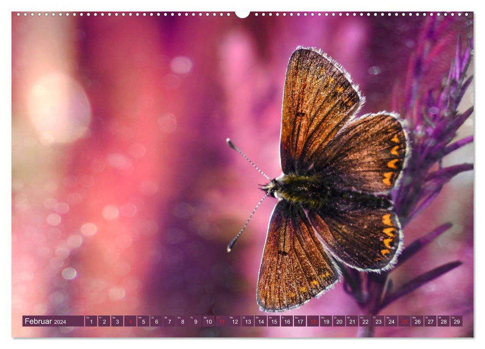 Schmetterlinge im Fokus (CALVENDO Premium Wandkalender 2024)