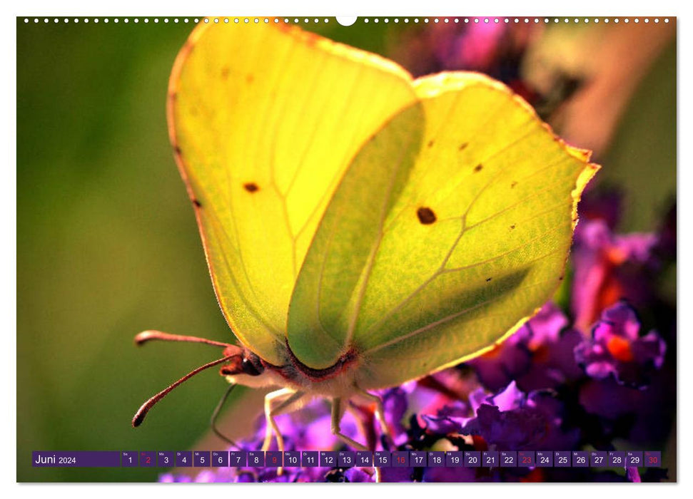 Schmetterlinge im Fokus (CALVENDO Premium Wandkalender 2024)