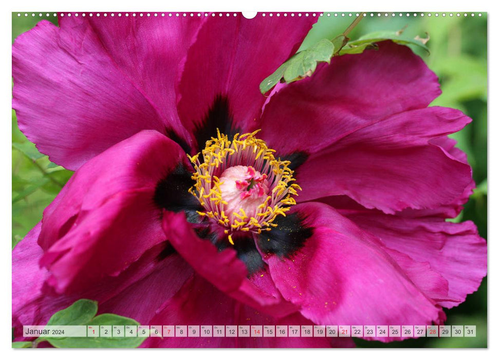 PFINGSTROSEN Rosen ohne Dornen (CALVENDO Premium Wandkalender 2024)