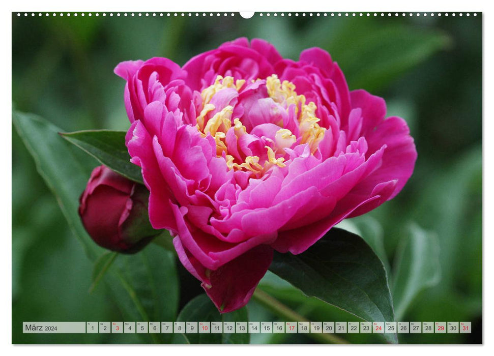 PFINGSTROSEN Rosen ohne Dornen (CALVENDO Premium Wandkalender 2024)