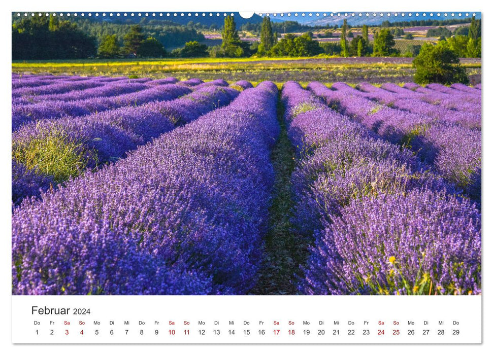 Träume aus Lavendel, Provence in Rosa bis Lila (CALVENDO Wandkalender 2024)