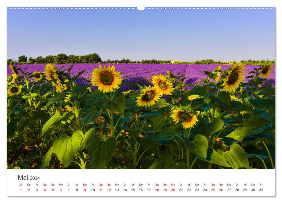 Träume aus Lavendel, Provence in Rosa bis Lila (CALVENDO Wandkalender 2024)