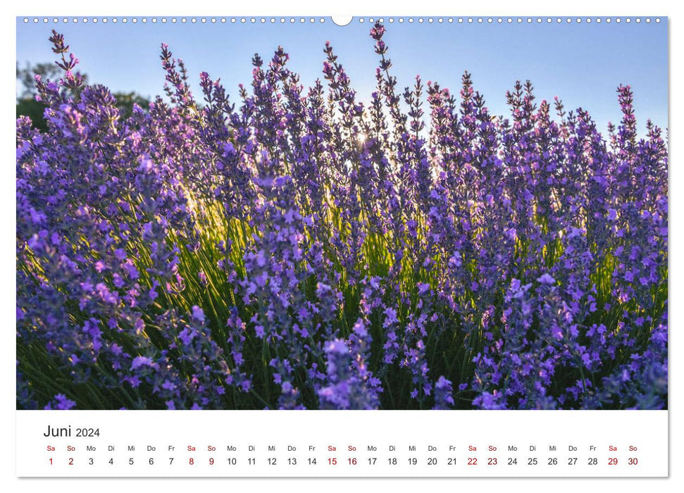 Träume aus Lavendel, Provence in Rosa bis Lila (CALVENDO Wandkalender 2024)