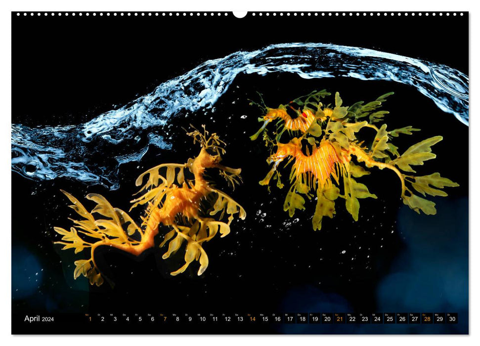 Kunterbunte Wasserspiele (CALVENDO Premium Wandkalender 2024)