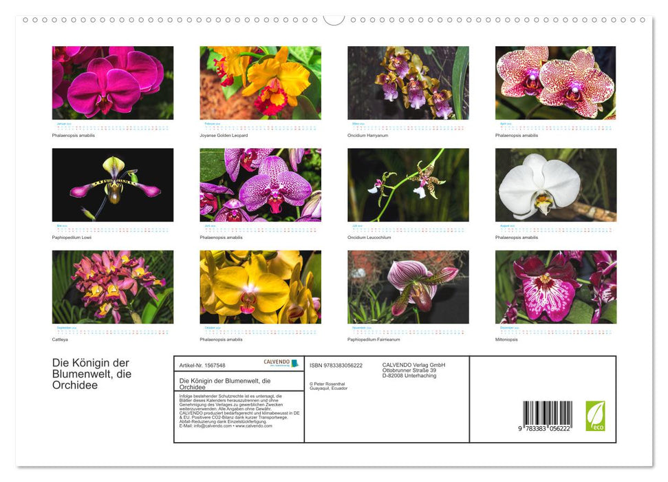 Die Königin der Blumenwelt, die Orchidee (CALVENDO Premium Wandkalender 2024)