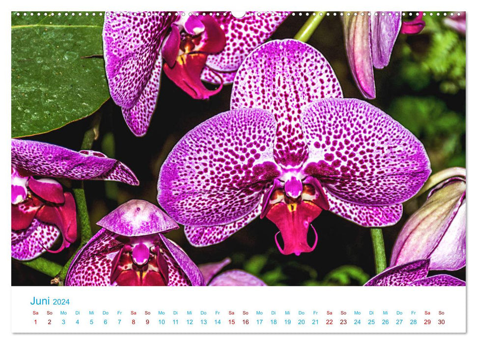 Die Königin der Blumenwelt, die Orchidee (CALVENDO Premium Wandkalender 2024)