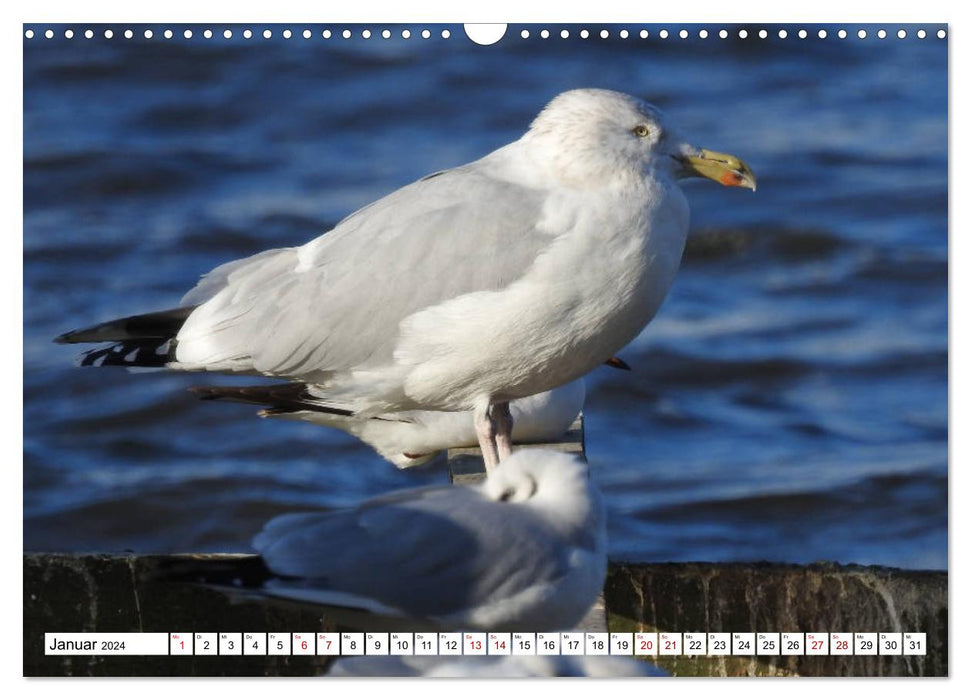 Vogelkalender (CALVENDO Wandkalender 2024)
