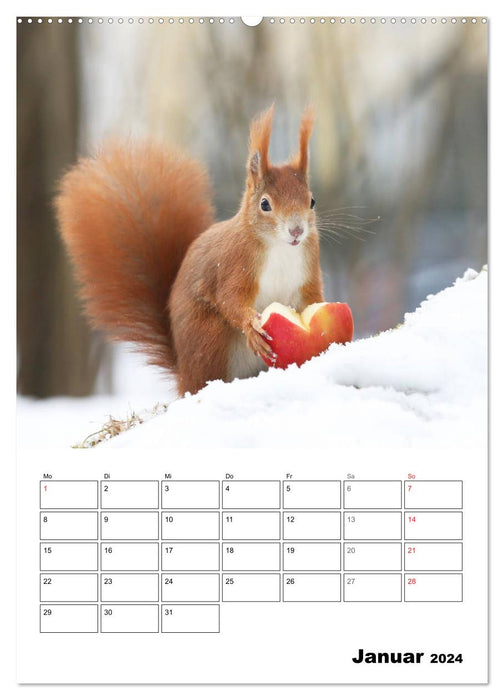 Die kleine Welt der Eichhörnchen in Regensburg (CALVENDO Premium Wandkalender 2024)