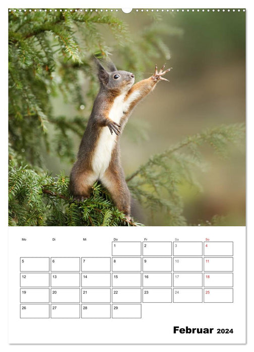 Die kleine Welt der Eichhörnchen in Regensburg (CALVENDO Premium Wandkalender 2024)