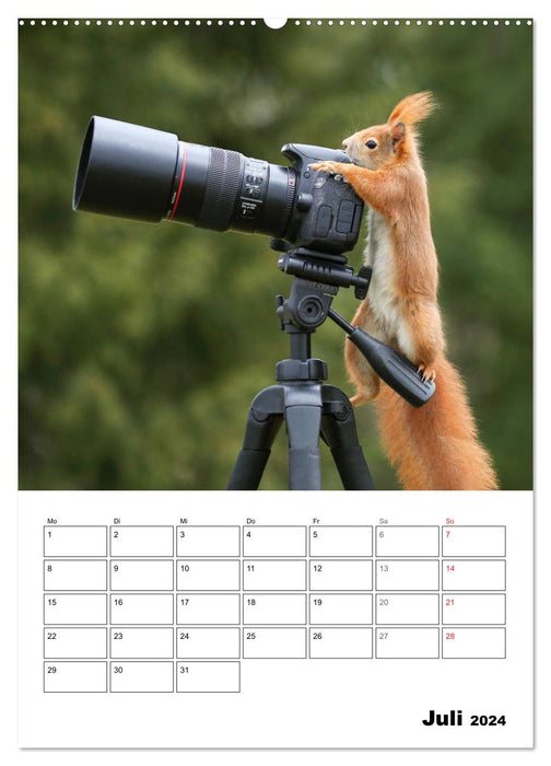 Die kleine Welt der Eichhörnchen in Regensburg (CALVENDO Premium Wandkalender 2024)