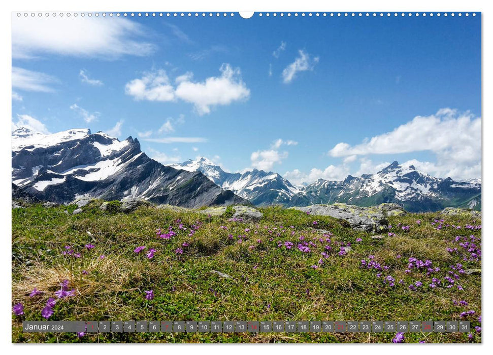 Flora der Alpen (CALVENDO Premium Wandkalender 2024)