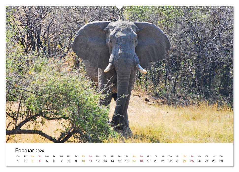 Elefanten Impressionen (CALVENDO Premium Wandkalender 2024)