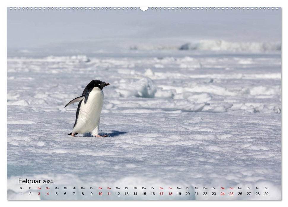 Antarktis, die eisige Heimat der Pinguine (CALVENDO Premium Wandkalender 2024)