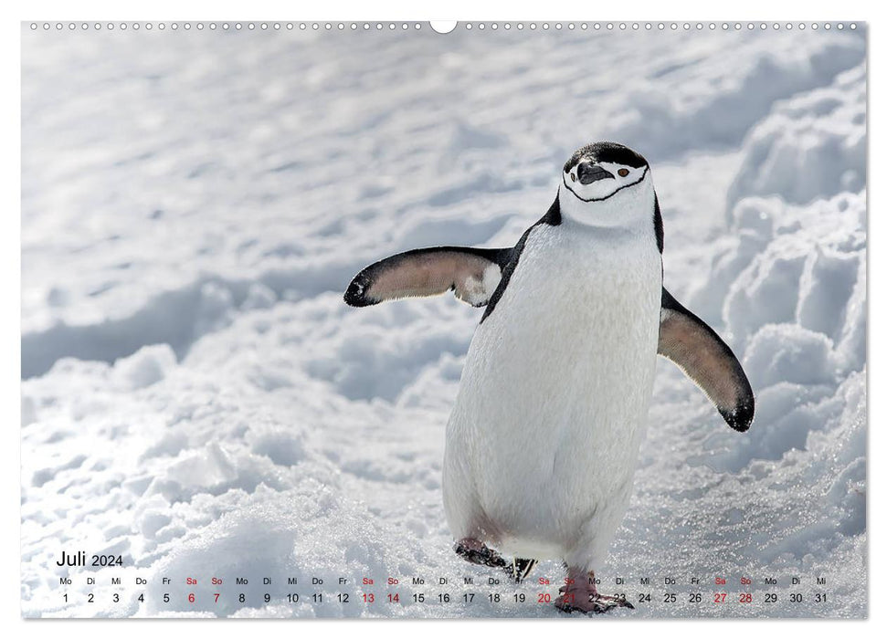 Antarktis, die eisige Heimat der Pinguine (CALVENDO Premium Wandkalender 2024)
