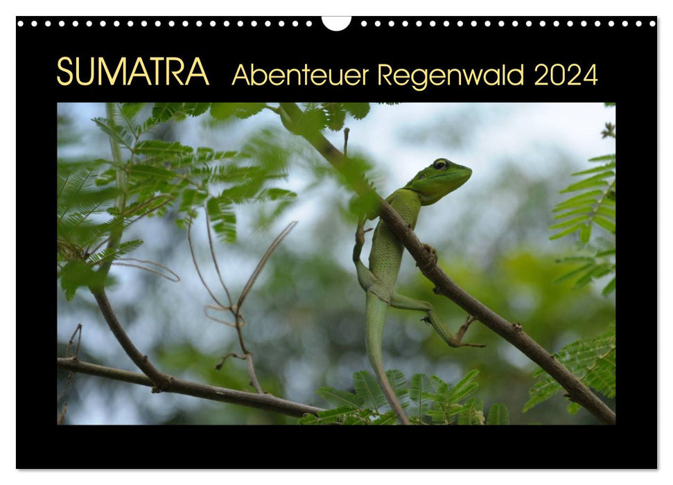SUMATRA Abenteuer Regenwald (CALVENDO Wandkalender 2024)
