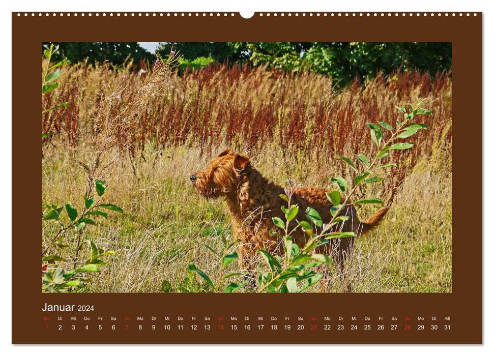 Kelly, der Irish Terrier - innen und außen aus Gold (CALVENDO Premium Wandkalender 2024)