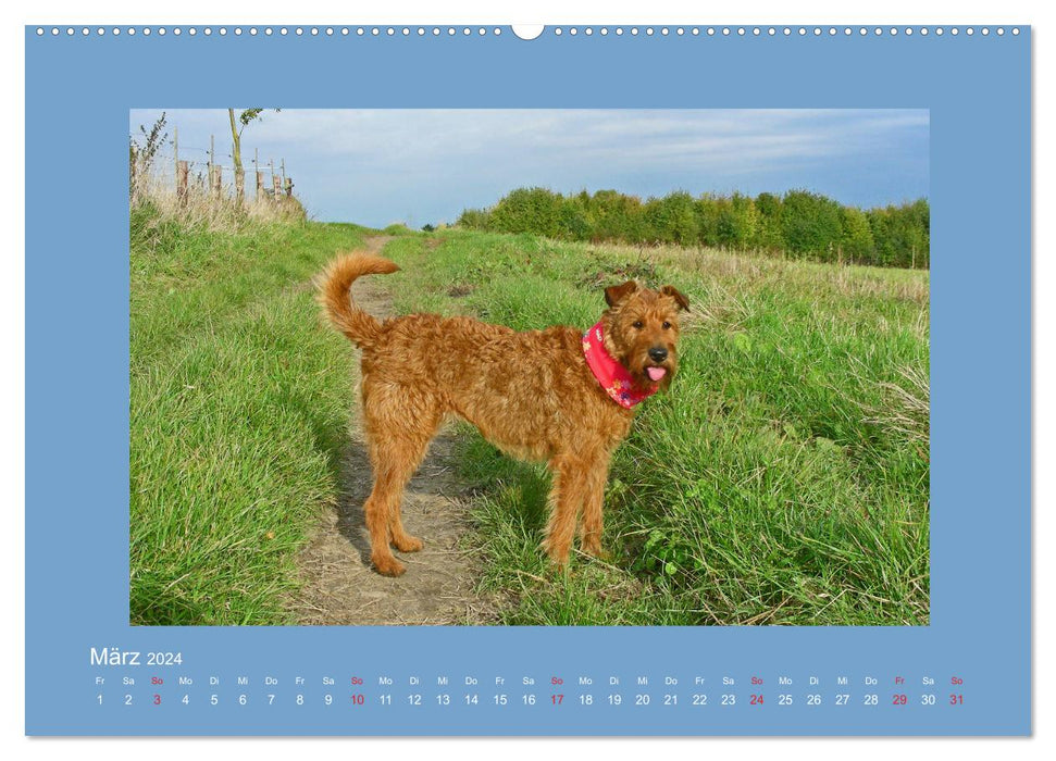 Kelly, der Irish Terrier - innen und außen aus Gold (CALVENDO Premium Wandkalender 2024)