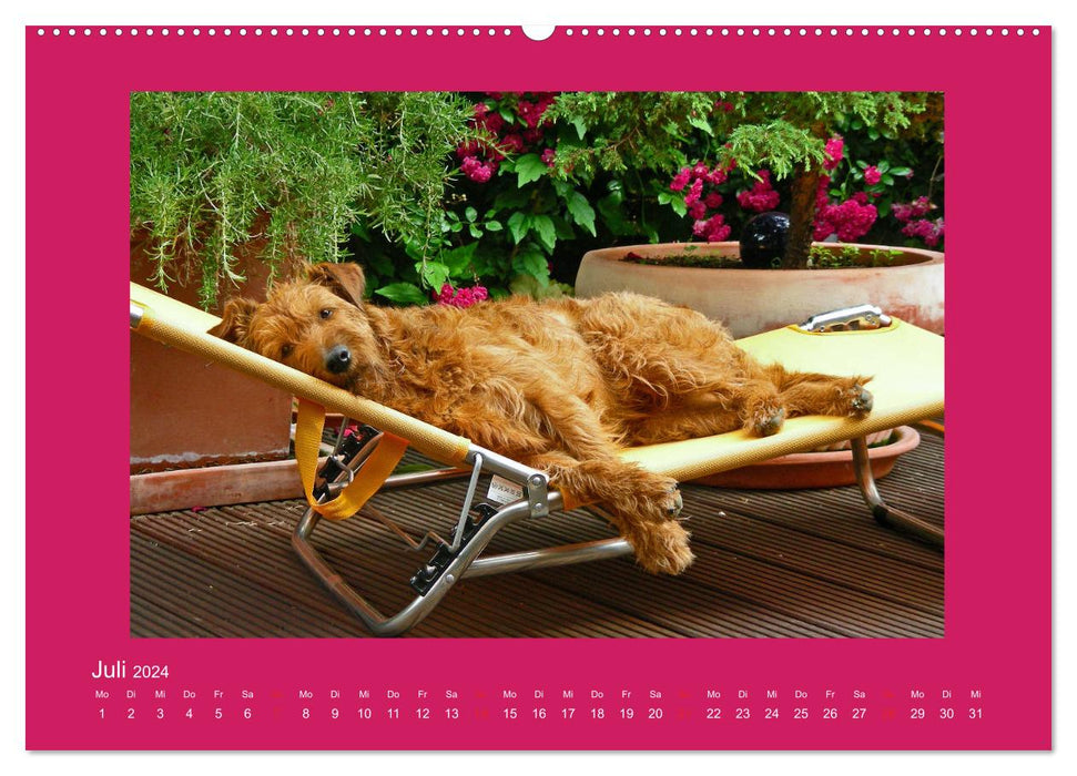 Kelly, der Irish Terrier - innen und außen aus Gold (CALVENDO Premium Wandkalender 2024)